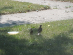 Baby and Mama