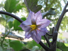 Eggplant Flower