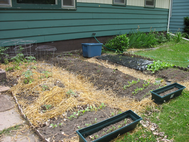 Front Garden - June 8th