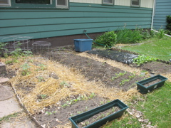 Front Garden - June 8th