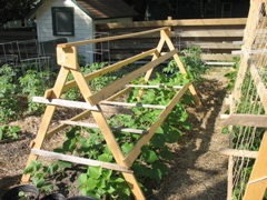 Cucumbers, squash - June 23