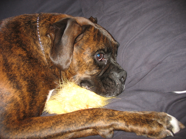 Puck and his new toy