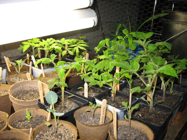 March 22: Tomatoes