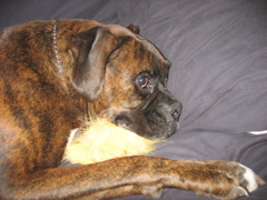 Puck and his new toy