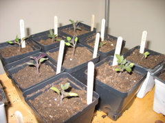 March 5: Tomatoes