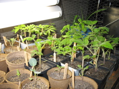 March 22: Tomatoes