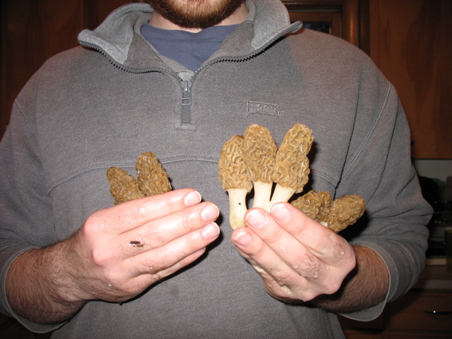 Morel Mushrooms