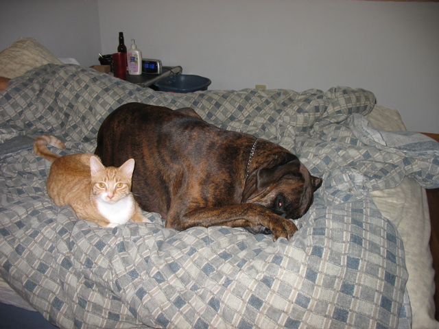 Buddies