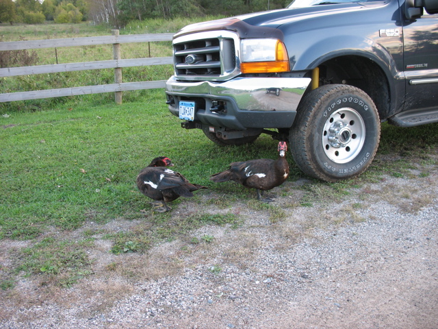 Ducks