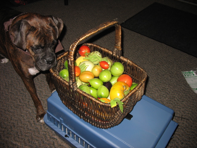 Puck and some delicious tomatoes and eggplants