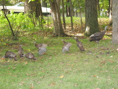 Turkeys