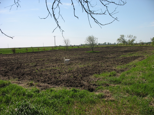 Garden... Plowed