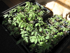 Tomatoes