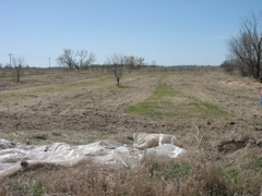 Our garden... mowed