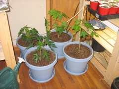 My papayas! 