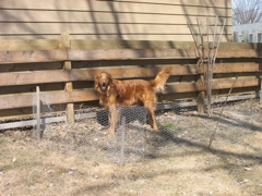 Nigel