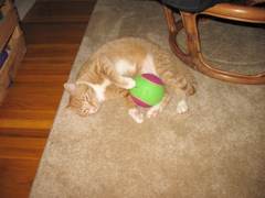 Niko and Nigel's Ball