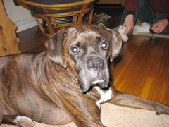 Puck - he's so photogenic!