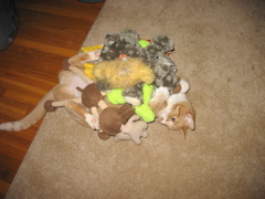 Niko loves toys